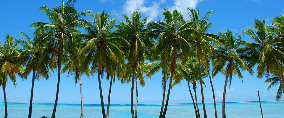 Palm Trees on the Beach